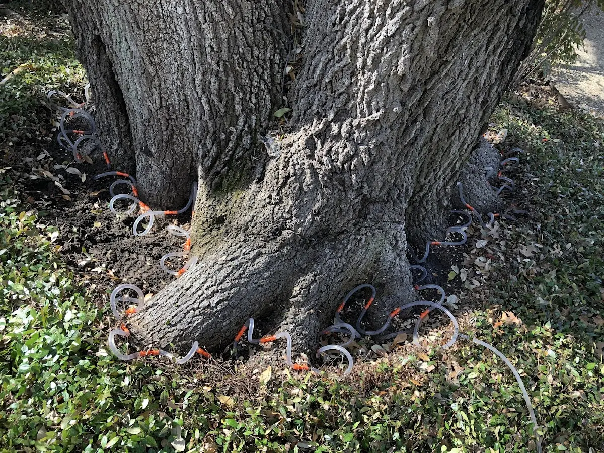 Detailed Tree Cabling and Bracing job site in Woodgate