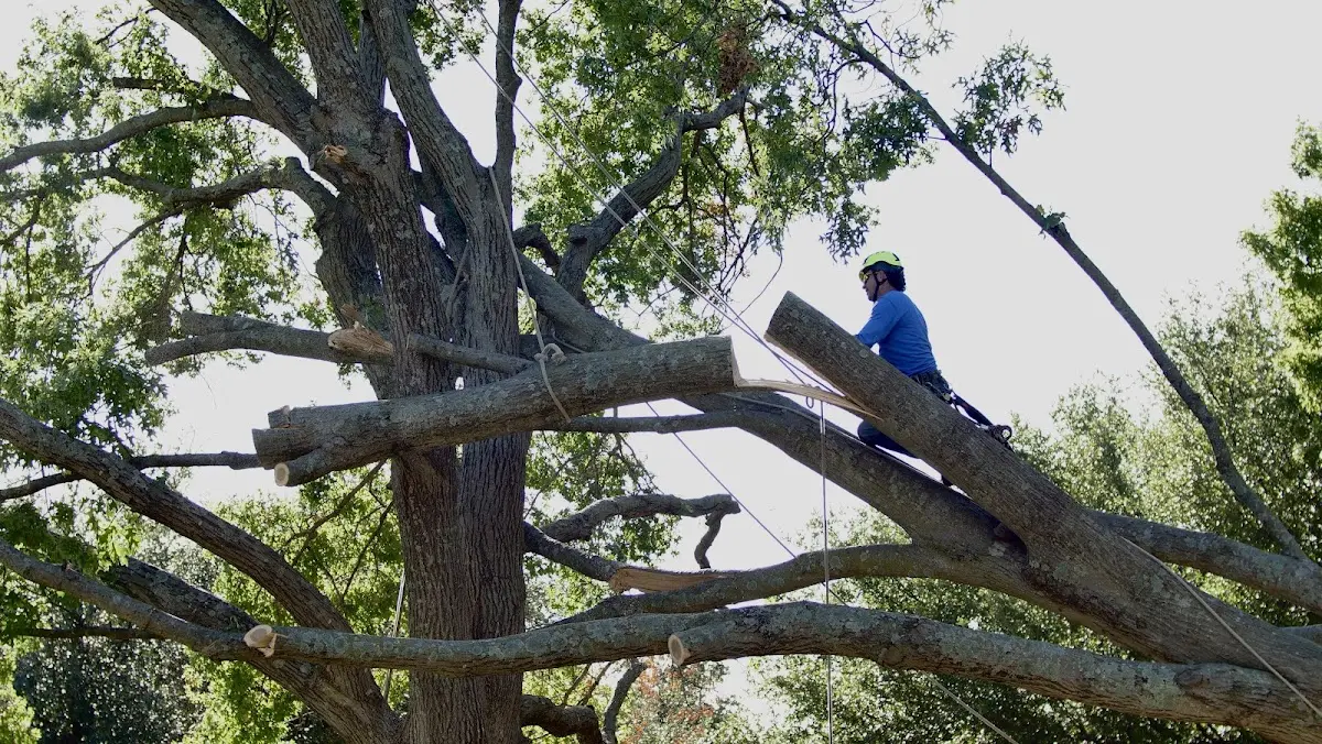 Professional Crown Thinning performed by certified arborists in Woodgate