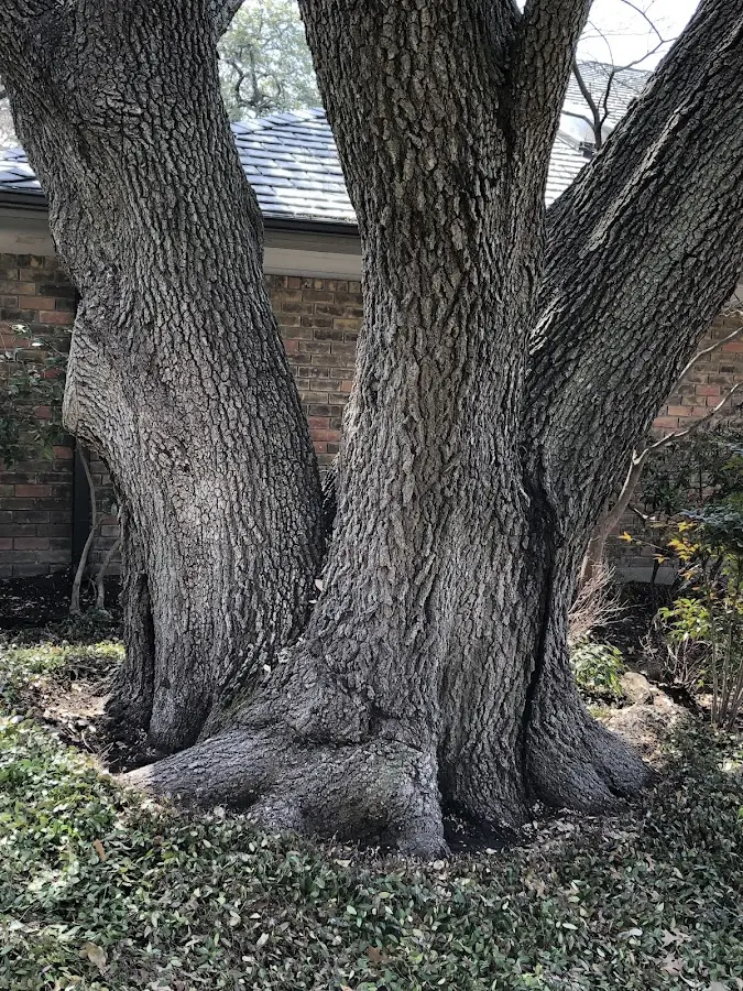 Mature heritage tree close to a Woodgate property cared for by certified arborists