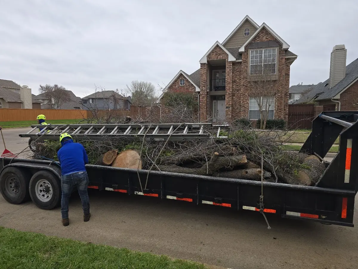 Expert Tree Removal with proper safety equipment in Woodgate